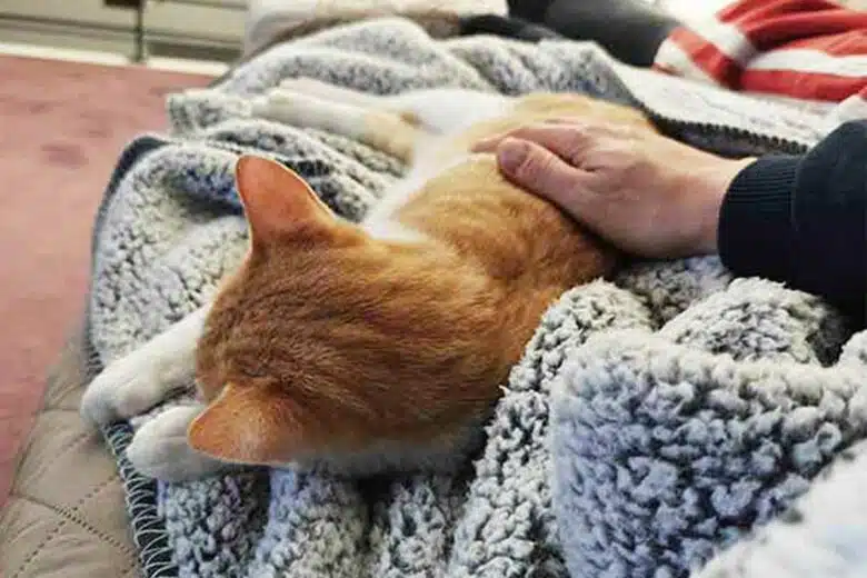 Un chat et son maitre.