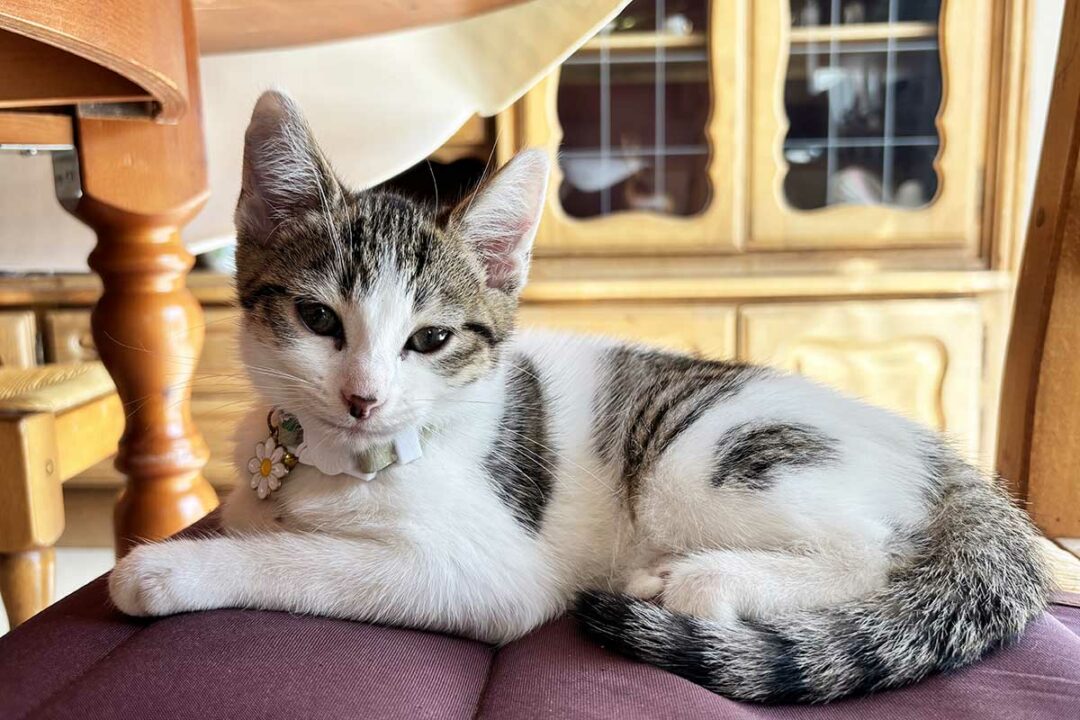 Un chat posé paisiblement.