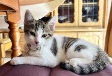 Un chat posé paisiblement.