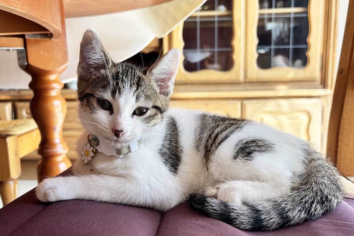 Un chat posé paisiblement.