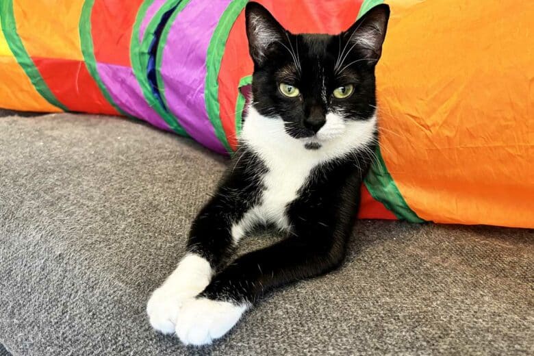 Un chat vous regarde intensément.