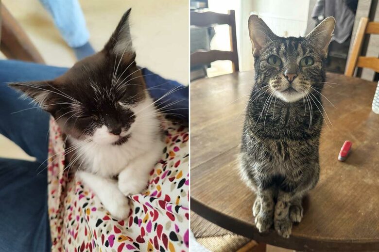 Deux chats dans leur environnement.