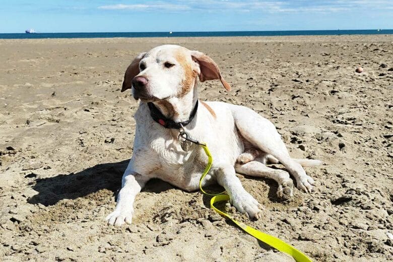 Un chien sur la plage.