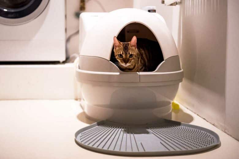 Une litière automatique avec un chat à l'intérieur.