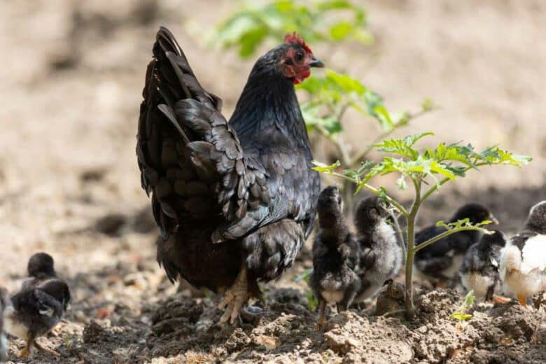 Une poule noire et ses poussins.