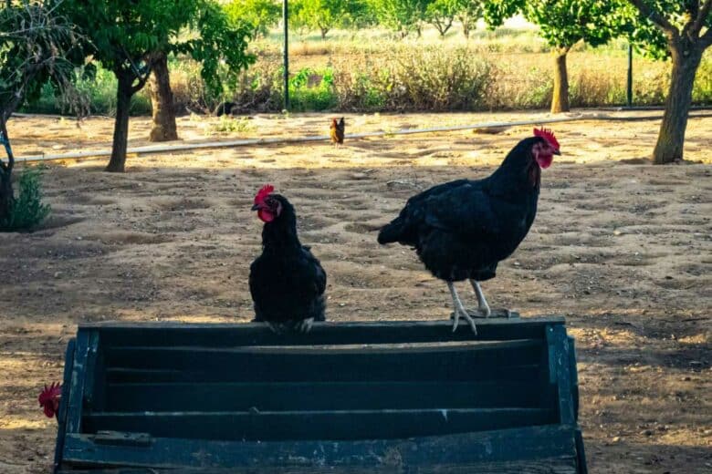 Des poules noires.