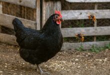 Une poule de Janzé et des frelons asiatiques.