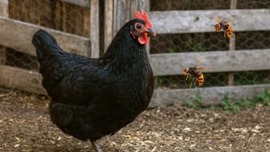 Une poule de Janzé et des frelons asiatiques.