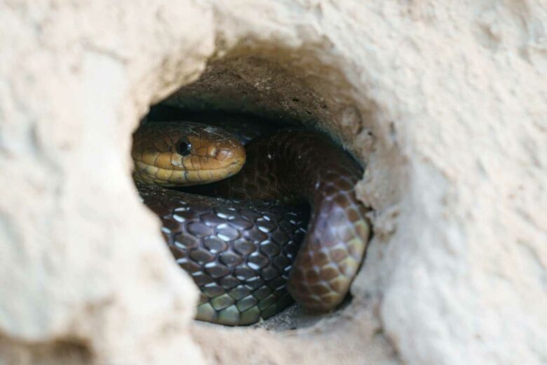 Un serpent caché dans un trou.