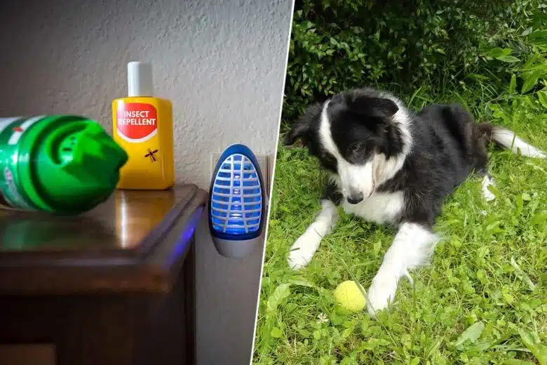 Des anti moustiques et un chien.