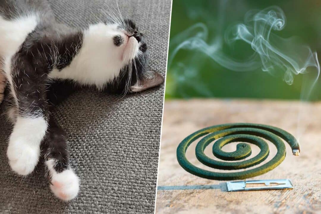 Un chat et une spirale anti moustiques.