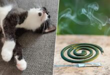 Un chat et une spirale anti moustiques.