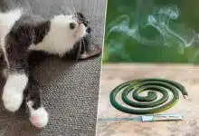 Un chat et une spirale anti moustiques.