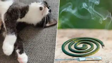 Un chat et une spirale anti moustiques.