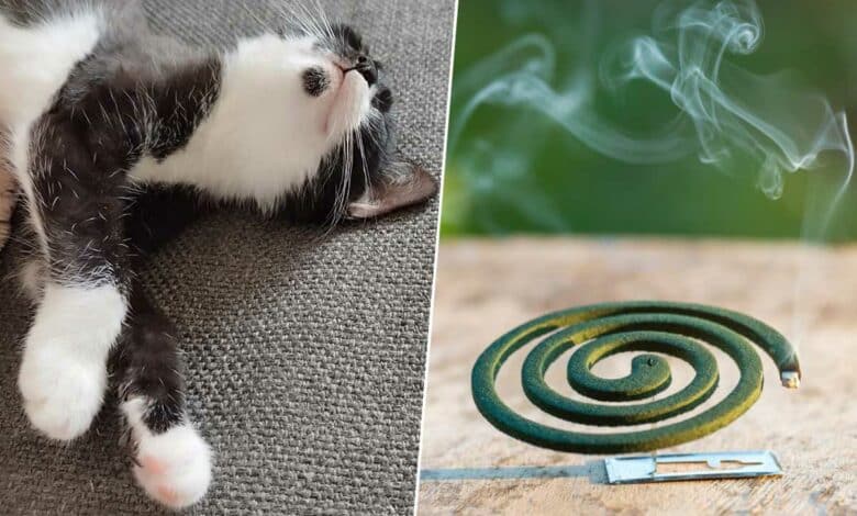Un chat et une spirale anti moustiques.