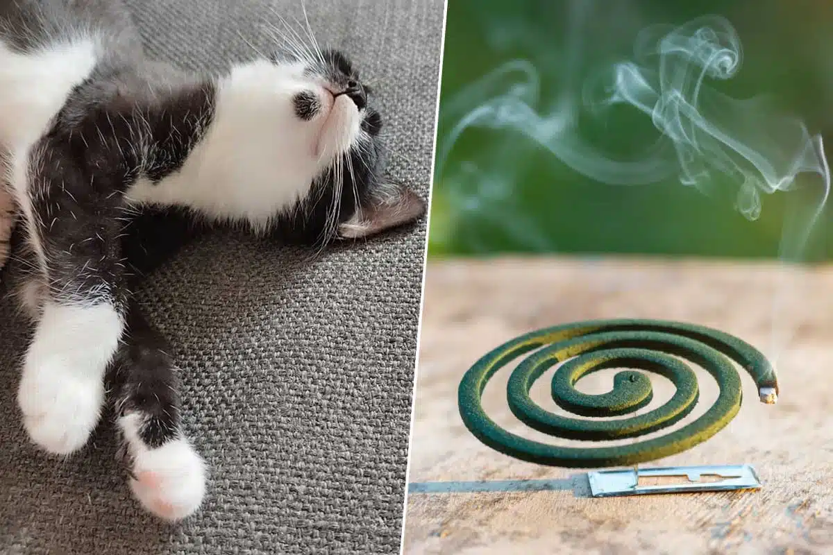 Un chat et une spirale anti moustiques.