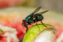 Ne laissez pas les mouches entrer en contact avec votre nourriture.