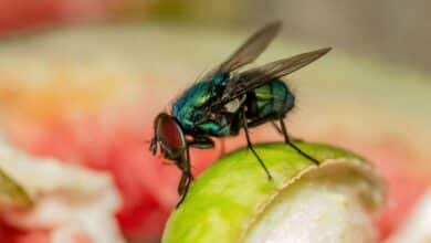 Ne laissez pas les mouches entrer en contact avec votre nourriture.
