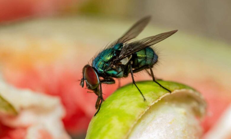 Ne laissez pas les mouches entrer en contact avec votre nourriture.