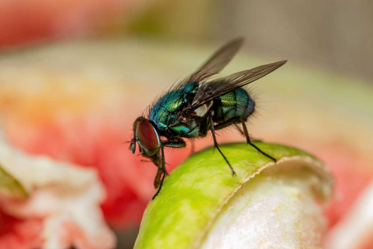 Ne laissez pas les mouches entrer en contact avec votre nourriture.