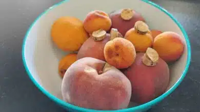Savez-vous que quelques bouchons de liège dans votre corbeille à fruits peuvent faire fuir les moucherons ?