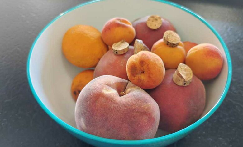 Savez-vous que quelques bouchons de liège dans votre corbeille à fruits peuvent faire fuir les moucherons ?