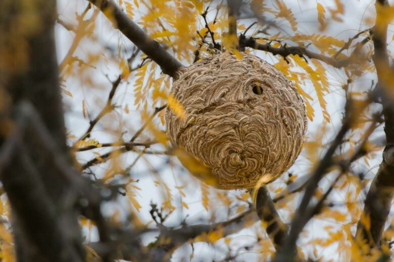 Un nid de frelons asiatiques dans un arbre.