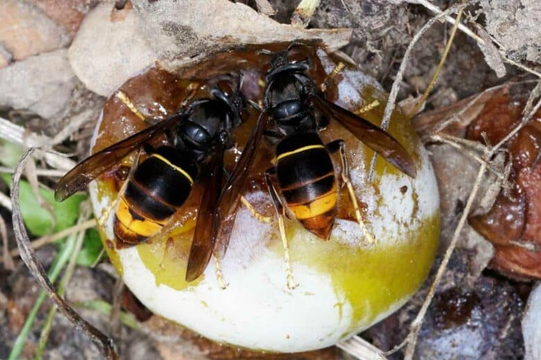 Deux frelons asiatique sur un fruit mûr.