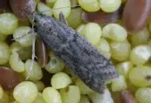 Les mites alimentaires adorent les aliments secs comme la farine, le riz, les céréales.