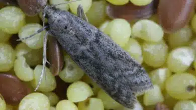 Les mites alimentaires adorent les aliments secs comme la farine, le riz, les céréales.