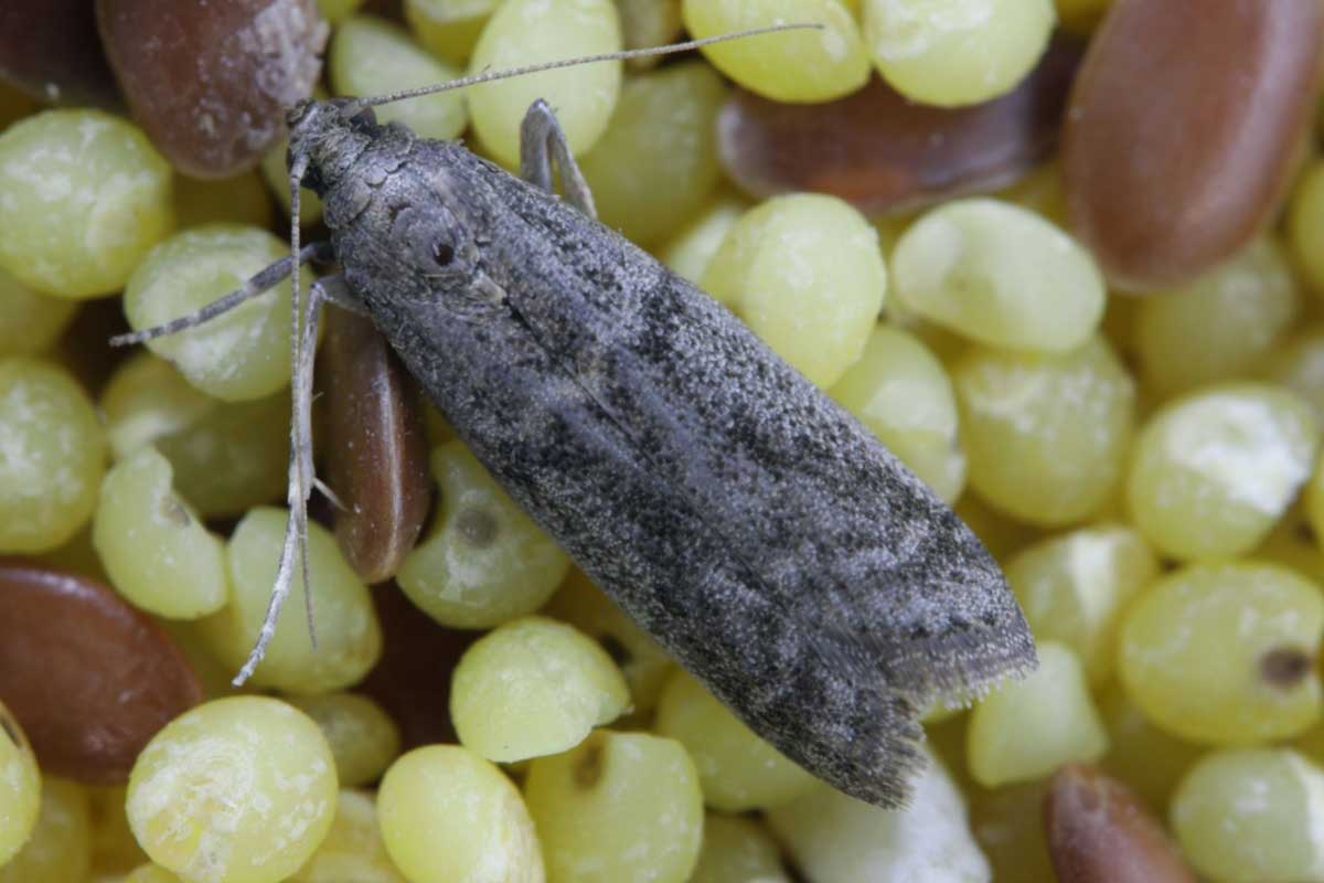 Les mites alimentaires adorent les aliments secs comme la farine, le riz, les céréales.