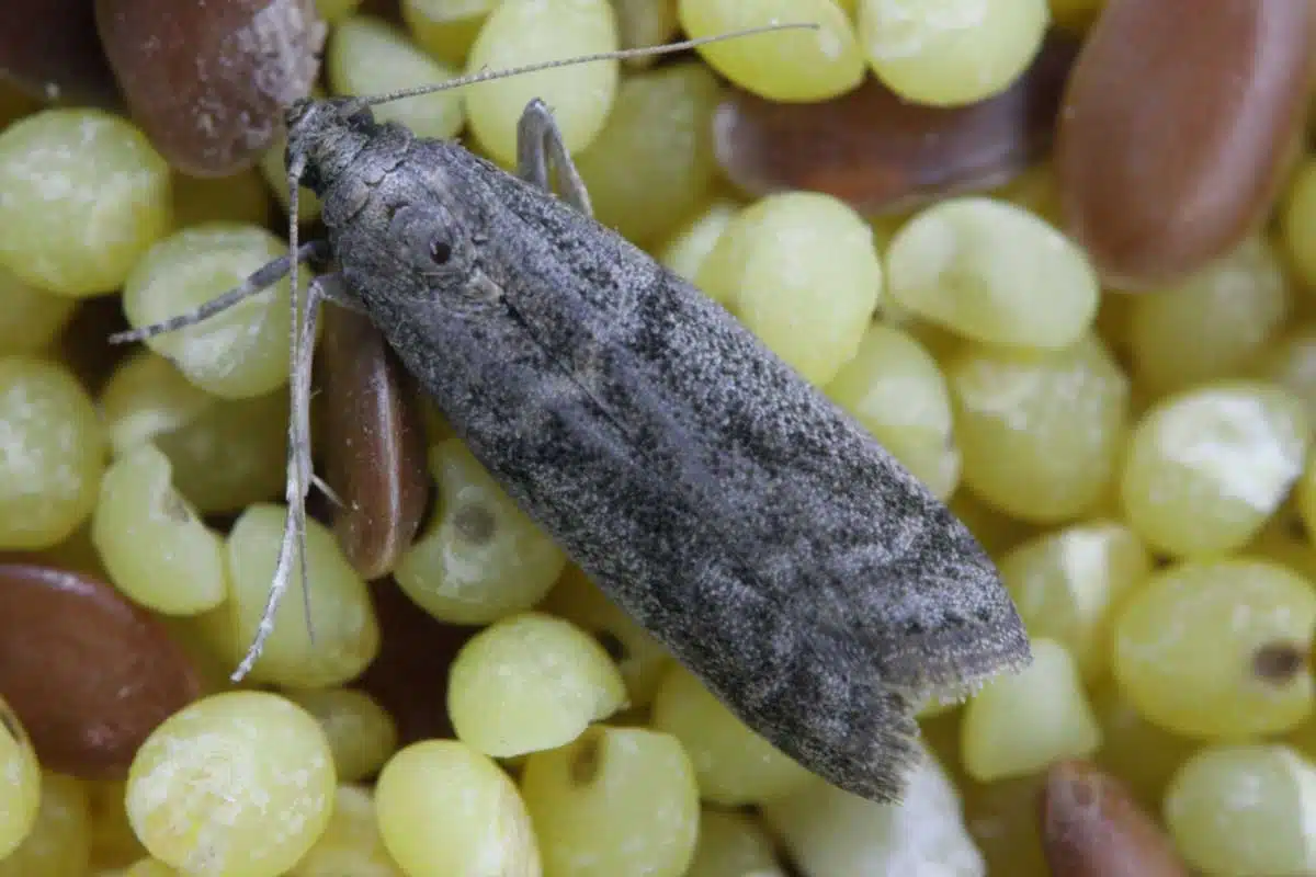Les mites alimentaires adorent les aliments secs comme la farine, le riz, les céréales.