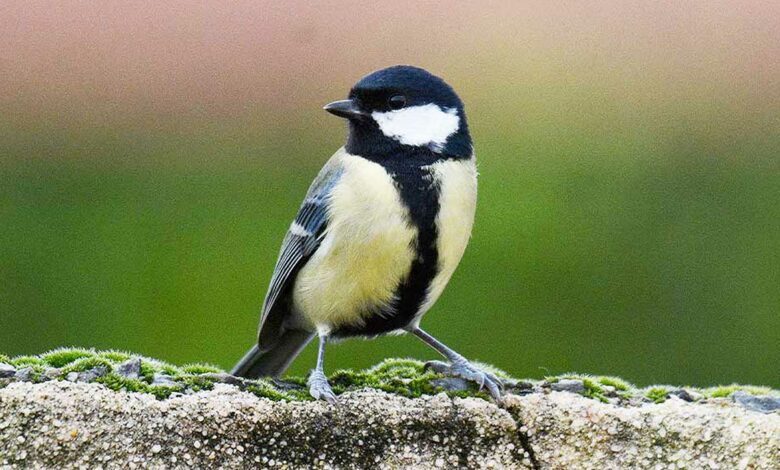 Un oiseau posé sur un muret.