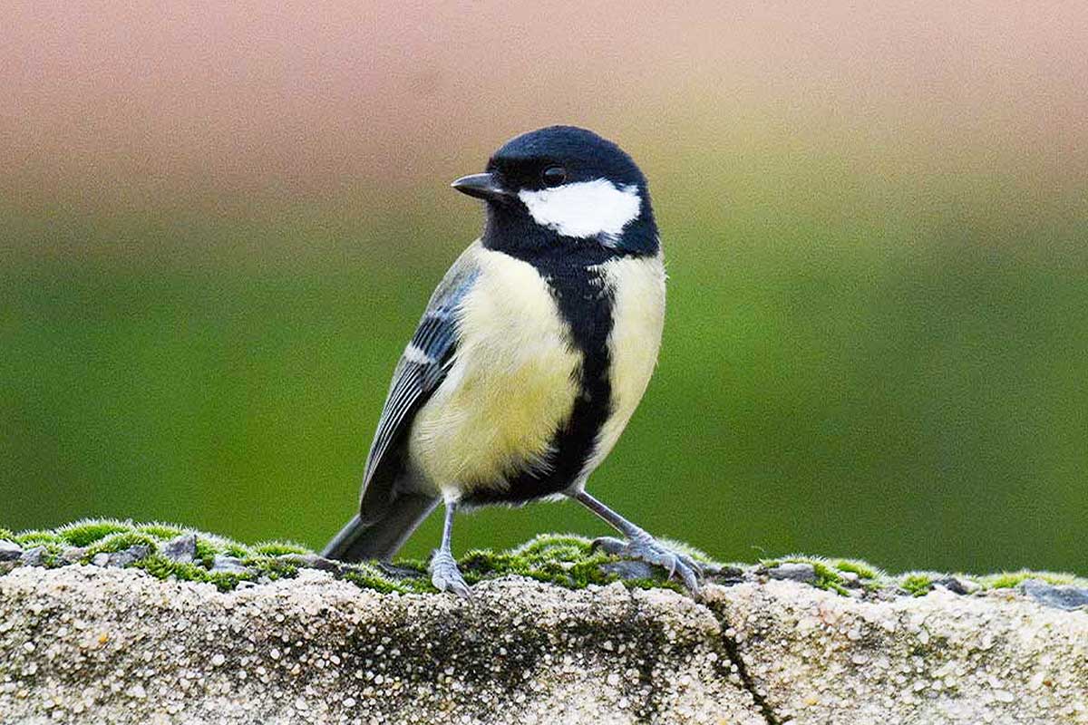 Un oiseau posé sur un muret.