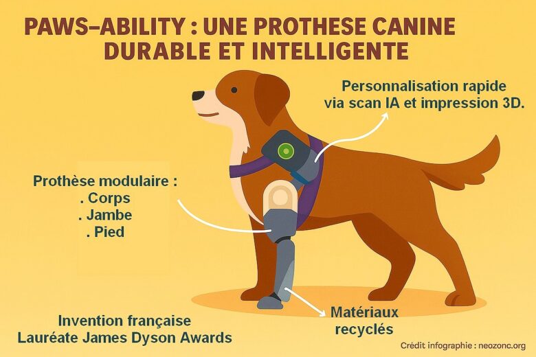 Infographie : PAWS-ABILITY, la prothèse canine qui redonne de l'autonomie aux chiens amputés.