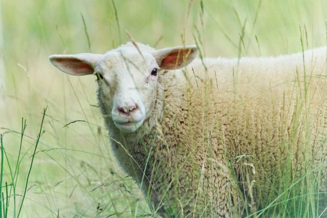 Un mouton dans des herbes hautes.