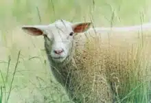 Un mouton dans des herbes hautes.