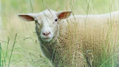 Un mouton dans des herbes hautes.