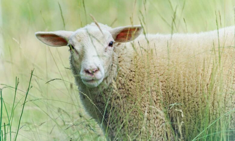 Un mouton dans des herbes hautes.