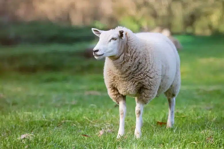 Un mouton sur une étendue d'herbe.