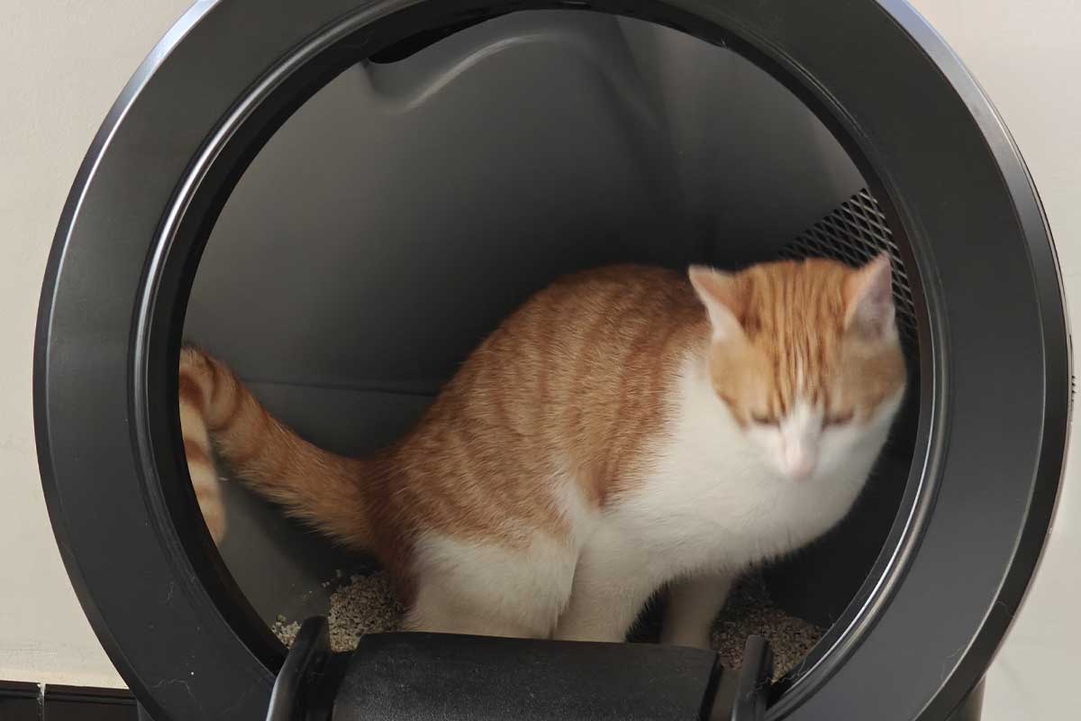Obiwan Gaspar Kenobi teste une nouvelle litière pour ses besoins.