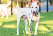 Un chien doté d'une prothèse de patte.