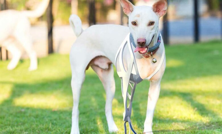 Un chien doté d'une prothèse de patte.