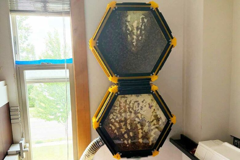 Une ruche imprimée en 3D.