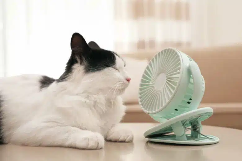 Un chat profite de l'air du ventilateur.