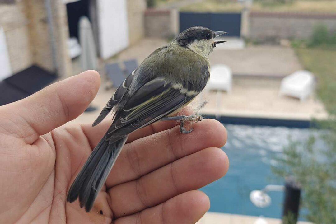 Est-il judicieux ou non de nourrir les oiseaux toute l'année ? Crédit photo : Alexandre Bonazzi pour NeozOne