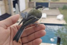 Est-il judicieux ou non de nourrir les oiseaux toute l'année ? Crédit photo : Alexandre Bonazzi pour NeozOne