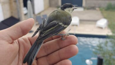 Est-il judicieux ou non de nourrir les oiseaux toute l'année ? Crédit photo : Alexandre Bonazzi pour NeozOne