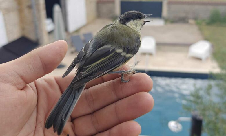 Est-il judicieux ou non de nourrir les oiseaux toute l'année ? Crédit photo : Alexandre Bonazzi pour NeozOne