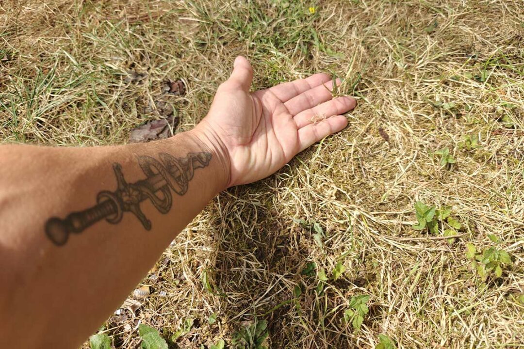 Une pelouse jaunie par le soleil.